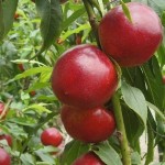 Саженец нектарина "Ванг-8" Саженец нектарина "Ванг-8"